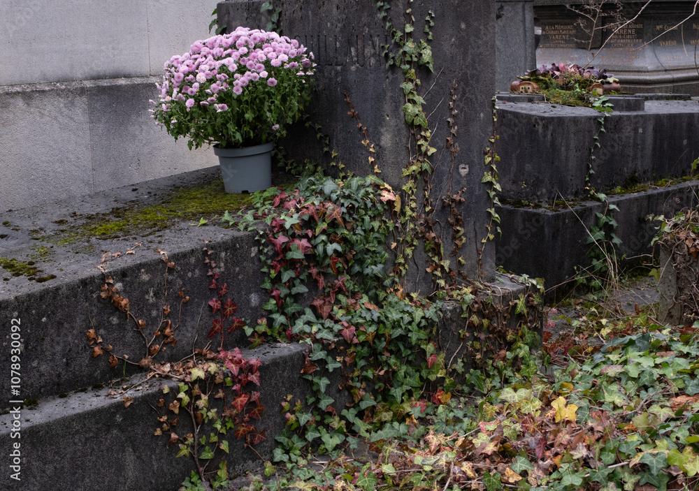 Fototapeta premium Variety of vegetation that is taking over an old cemetery. On tombstones, ground, stairs, paths... etc. Shot in the cemeteries of Montparnasse and Pere Lachaise (Paris, France).