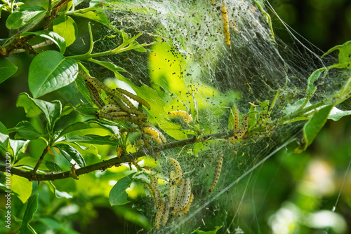 Yponomeuta cagnagella caterpillars clustered on tree branches covered with silk tape. Insect pests and nature concept. photo