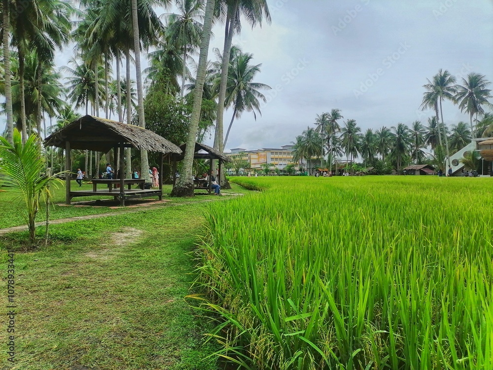 rice terrace in island