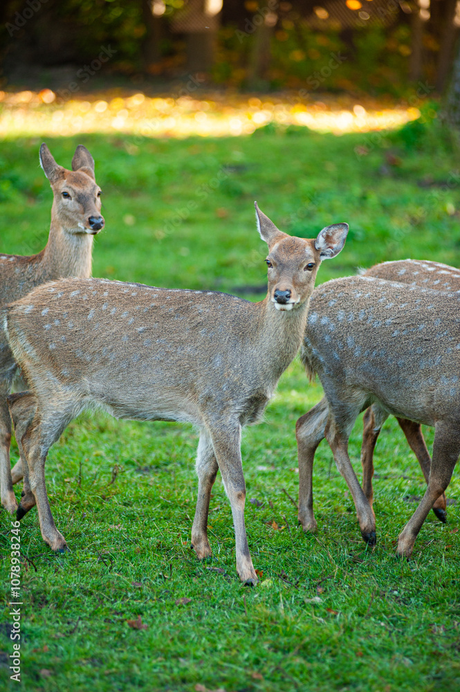 wild animals, deer in the forest, european fauna wild animals, deer in the forest, european fauna