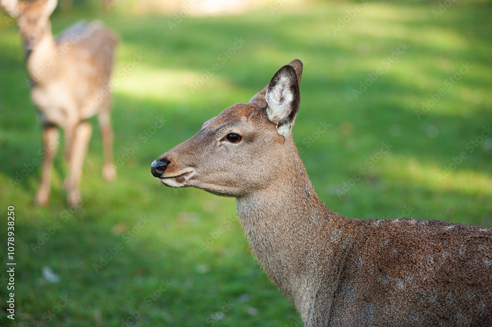 wild animals, deer in the forest, european fauna wild animals, deer in the forest, european fauna