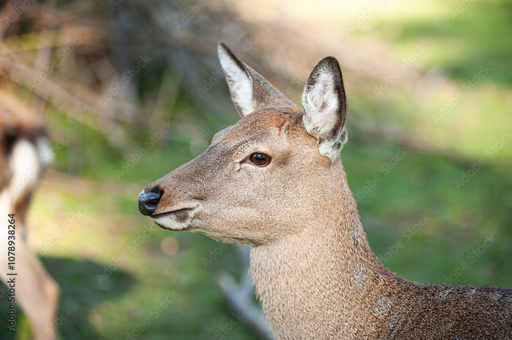 wild animals, deer in the forest, european fauna wild animals, deer in the forest, european fauna