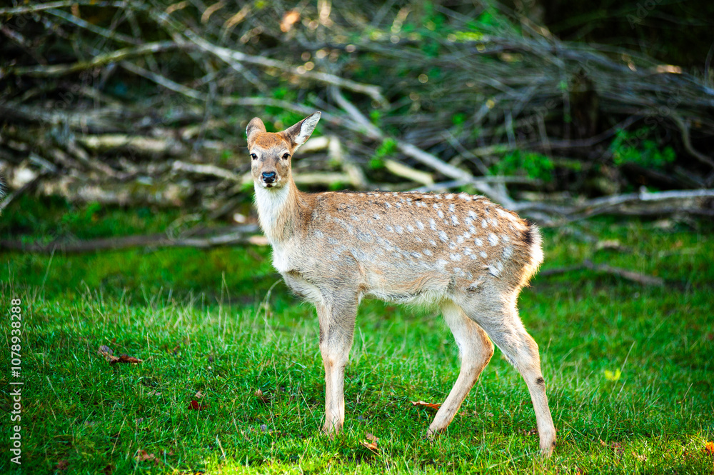 wild animals, deer in the forest, european fauna wild animals, deer in the forest, european fauna