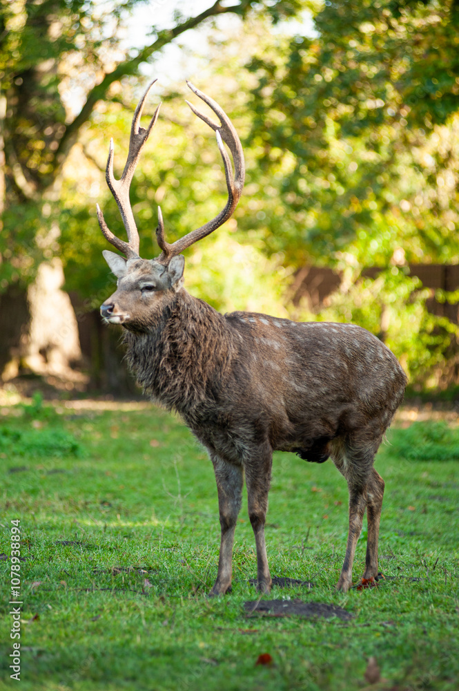 wild animals, deer in the forest, european fauna wild animals, deer in the forest, european fauna