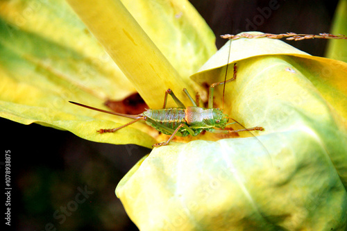 Conocephalus, dorsalis photo