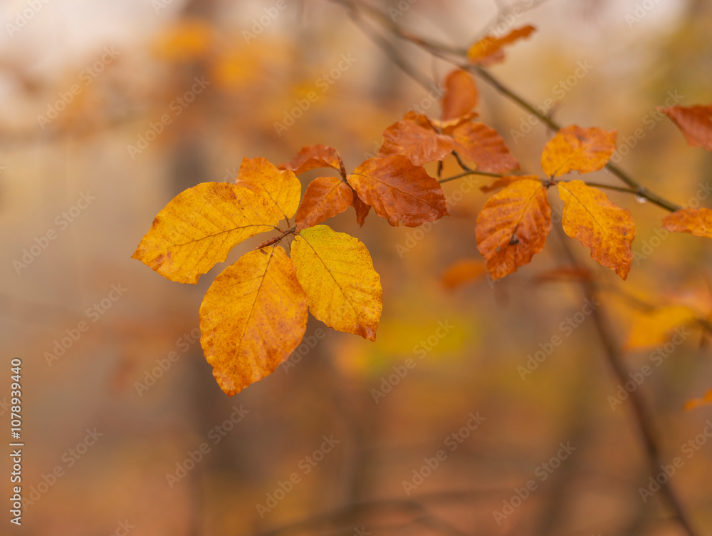 Colorful autumn leafs on tree branch in late autumn. Colorful autumn leafs on tree branch in late autumn.