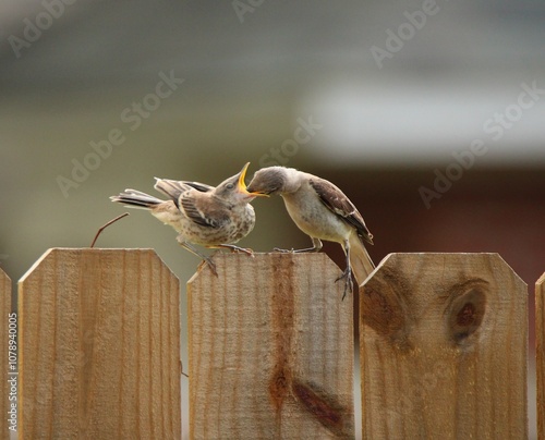 mockingbird fledgling being fed on fence photo