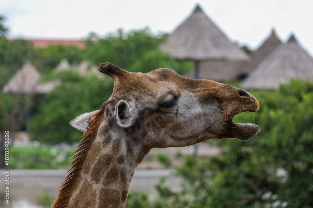 Naklejka premium Close up head giraffe in the garden