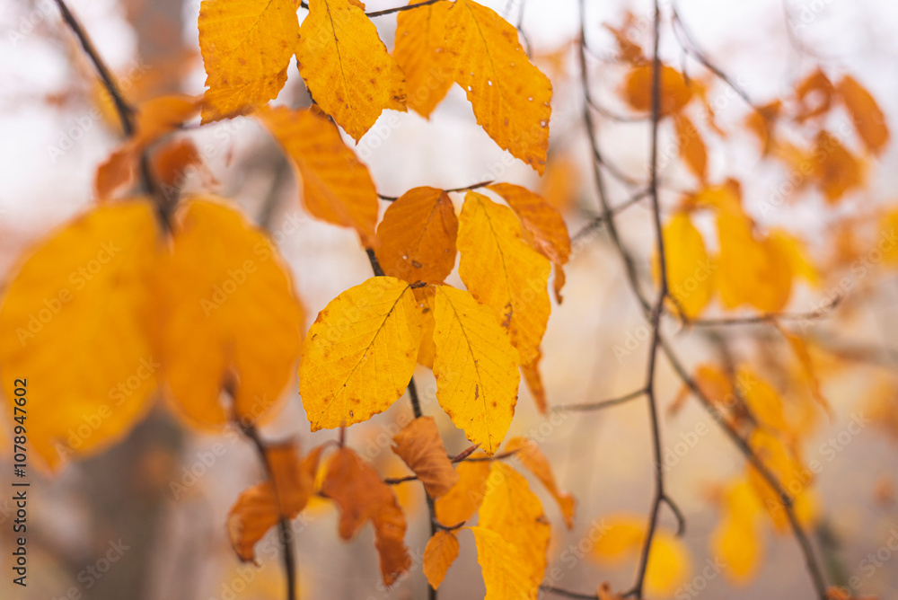 Colorful autumn leafs on tree branch in late autumn. Colorful autumn leafs on tree branch in late autumn.