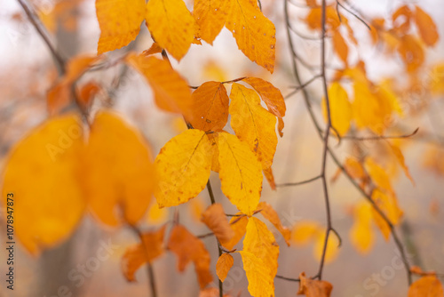 Wallpaper Mural Colorful autumn leafs on tree branch in late autumn. Torontodigital.ca