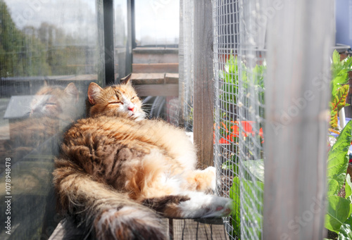 Fotografie Relaxed cat in catio or outdoor cat enclosure sleeping happy in the sun