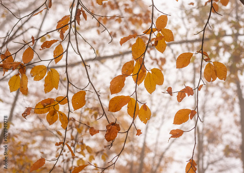 Colorful autumn leafs on tree branch in late autumn.