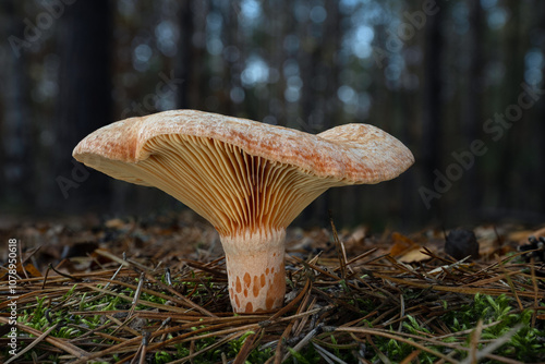 Lactarius deliciosus, commonly known as the delicious milk cap, saffron milk cap, or red pine mushroom