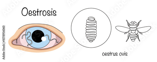 Oestrosis