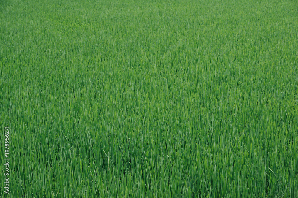真夏の田んぼの稲　テクスチャ
