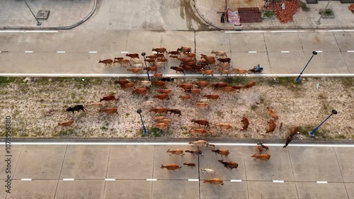 Cows,  Vietnam,  industrial life. Flycam 