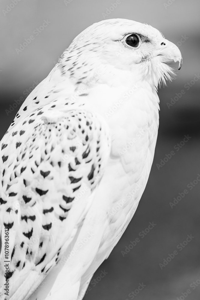 White falcon close up side view; wild bird of pray in black and white White falcon close up side view; wild bird of pray in black and white