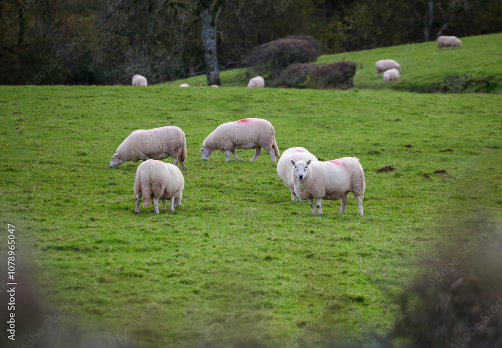 Sheep daubed with red grazing in a field in Wales
Sheep daubed with red grazing in a field in Wales