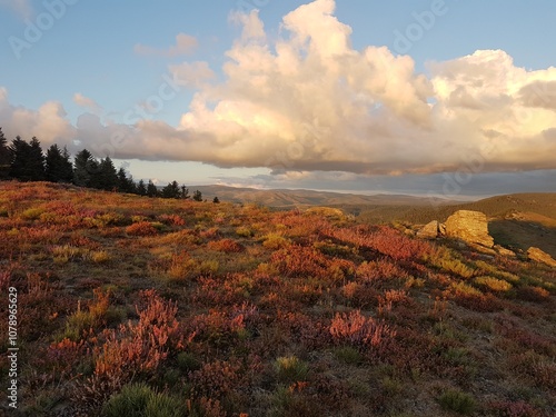 Coucher de soleil sur les landes de bruyère de la montagne du Bougès photo