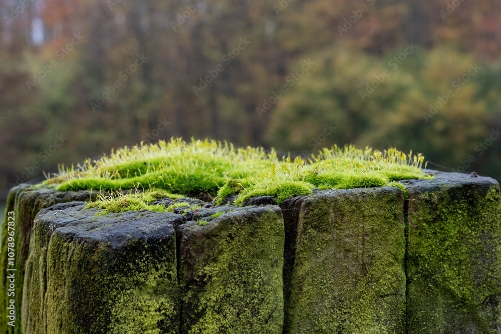 Fototapeta premium Bright green moss growing on old wooden post in forest