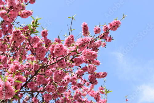 Árbol rosa