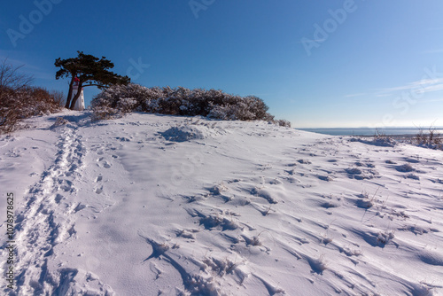 Fußspuren im Schnee am Dornbusch mit Kiefer und Leuchtturm im Winter.