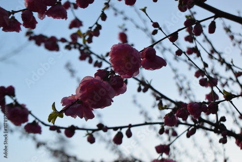 Flor