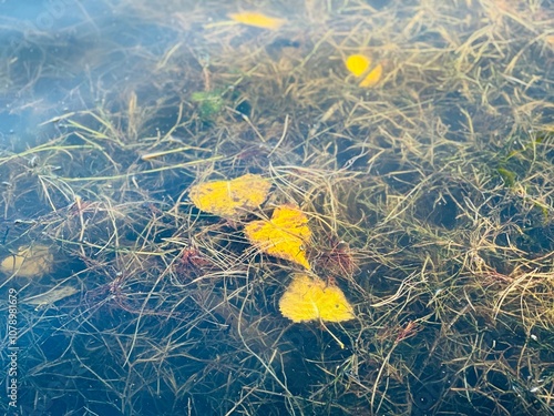 Floating Leaves