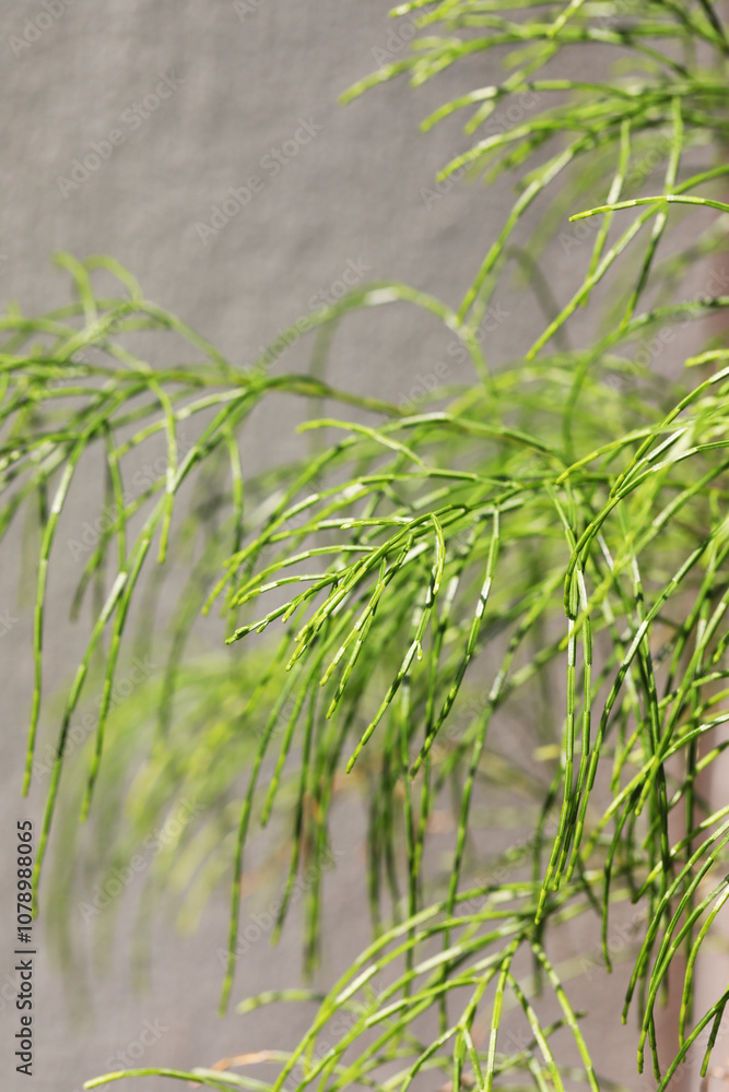Fototapeta premium Daintree pine tree (Gymnostoma nobile)