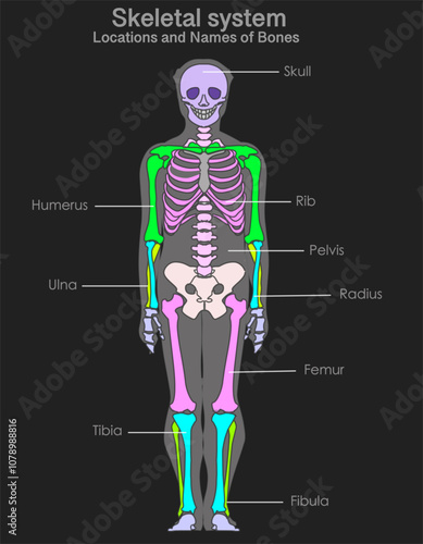 Skeletal system, bones locations, names. Head, arm, leg, shoulder, chest general colored structure. Skull rib, humerus, pelvis, ulna, radius, femur, tibia, fibula. Xray dark back. Vector illustration