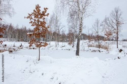 winter white landscape covered in snow with young oak trees with unfallen, colorful leaves and a small pond