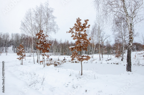 winter white landscape covered in snow with young oak trees with unfallen, colorful leaves and a small pond
