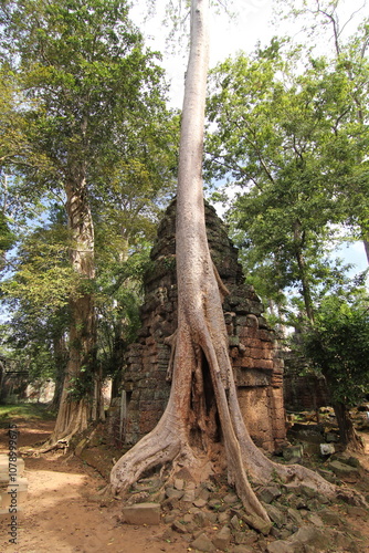 Fototapeta Naklejka Na Ścianę i Meble -  Ta Prohm, Angkor Wat, Cambodia