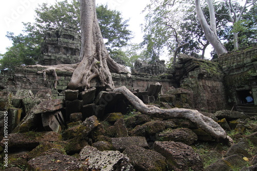 Ta Prohm, Angkor Wat, Cambodia photo