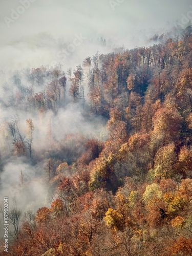 Herbstwald