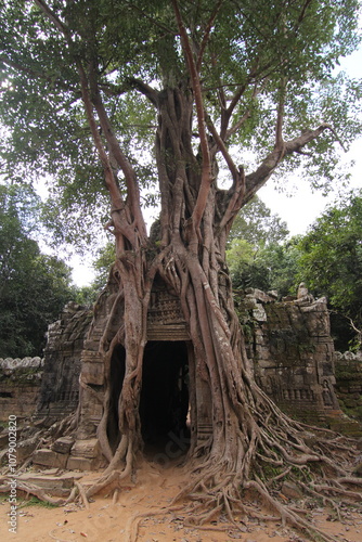 Tree, Cambodia, Angkor Wat photo