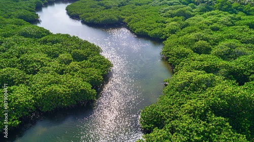 Aerial view of a winding river flowing through lush mangrove forest.