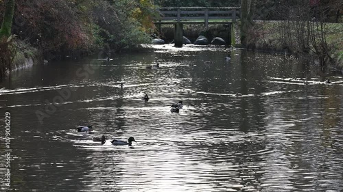 Ducks in the local park in Norway and a dog