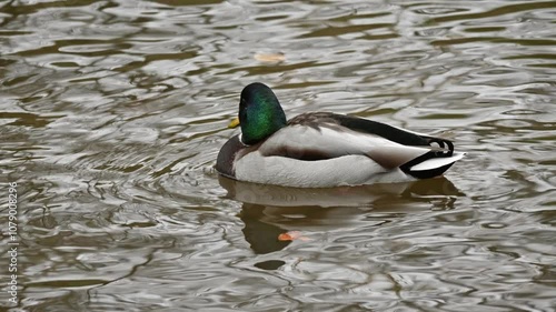 Ducks in the local park in Norway and a dog