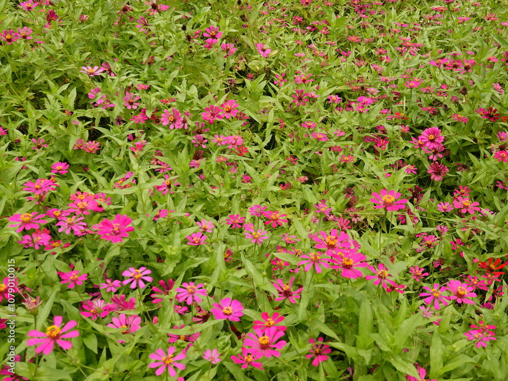 Sunny summer day.In a flower bed in a large number various zinnias grow and blossom. Sunny summer day.In a flower bed in a large number various zinnias grow and blossom.