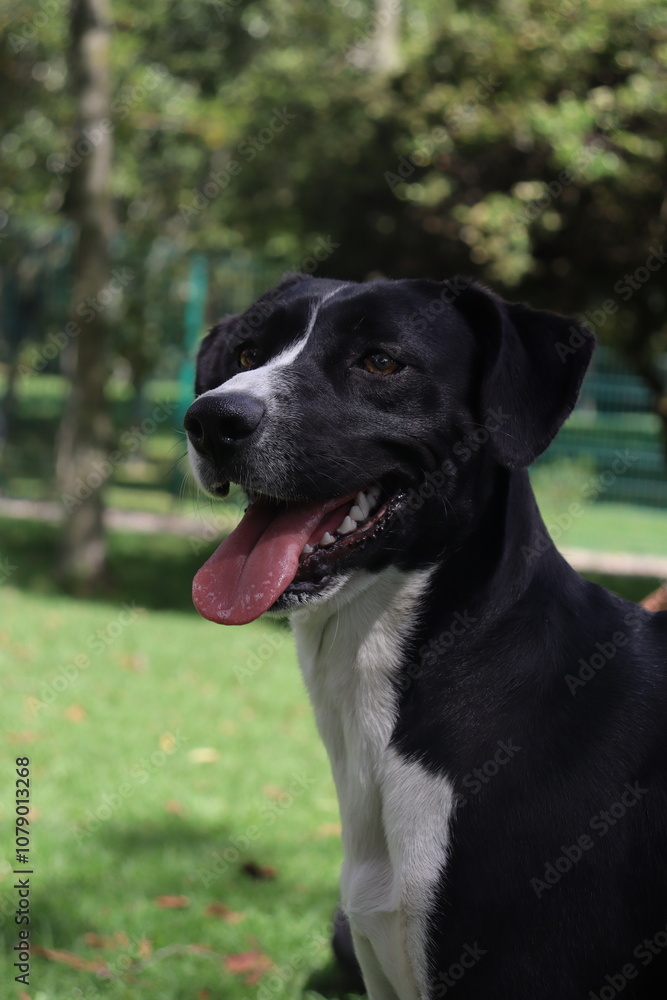 Cachorro : perrito, cría, animalito, bebé de perro | cachorro, perro joven, cachorro
Perro : can, canino, mascota, amigo fiel | perro, canino, sabueso
Parque : jardín, área verde, zona de recreo, parq