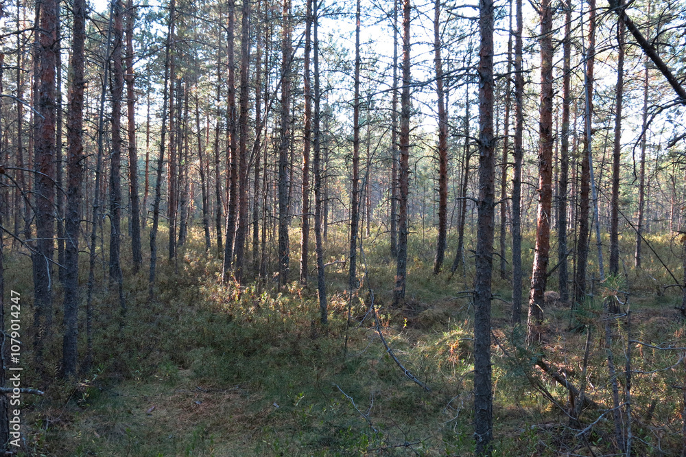upper marshes in the Crane Homeland Nature Reserve in the Moscow region upper marshes in the Crane Homeland Nature Reserve in the Moscow region