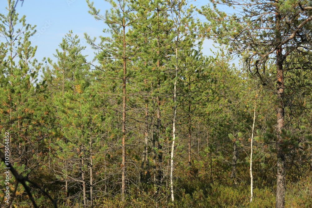 Fototapeta premium upper marshes in the Crane Homeland Nature Reserve in the Moscow region