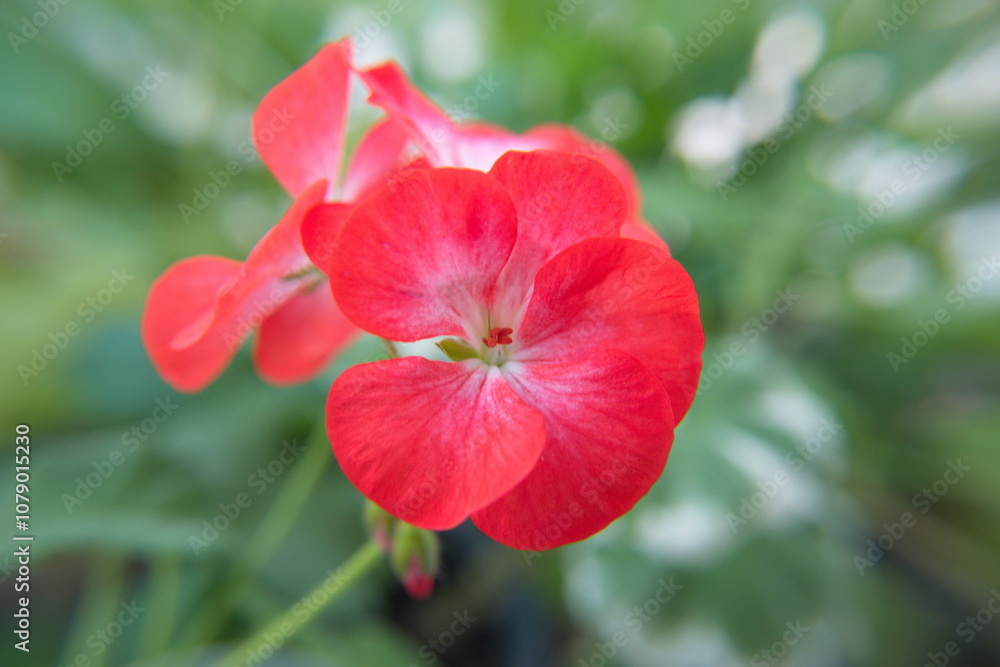 Geranium Zonal, Pelargonium hortorum with rare red white flowers Geranium Zonal, Pelargonium hortorum with rare red white flowers