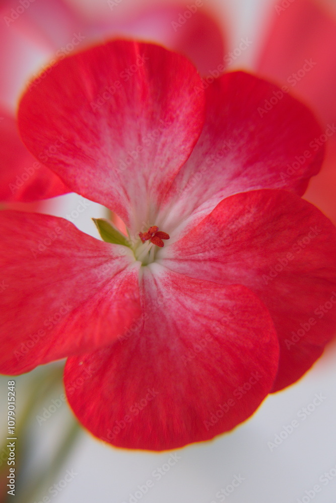 Geranium Zonal, Pelargonium hortorum with rare red white flowers Geranium Zonal, Pelargonium hortorum with rare red white flowers