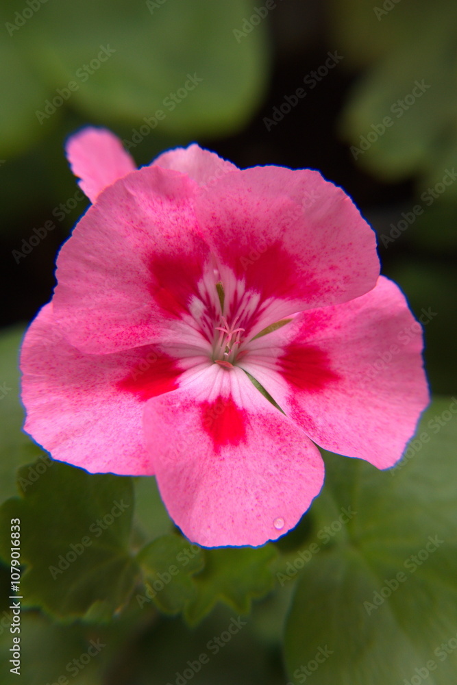 Geranium Zonal, Pelargonium hortorum with pink red flowers Geranium Zonal, Pelargonium hortorum with pink red flowers