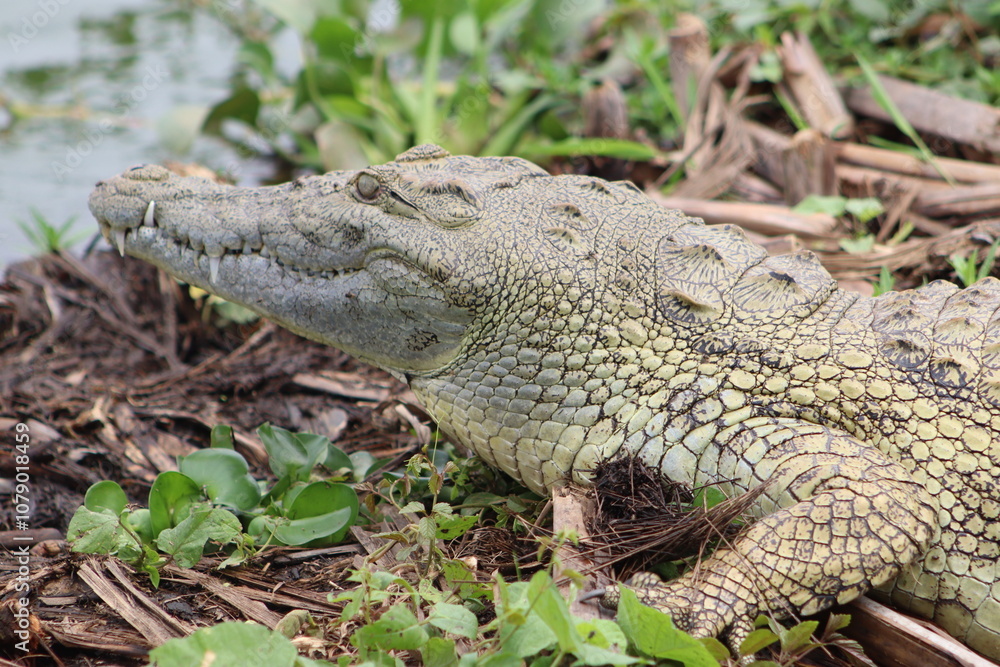 Nahaufnahme von einem Nilkrokodil im Nil in Uganda