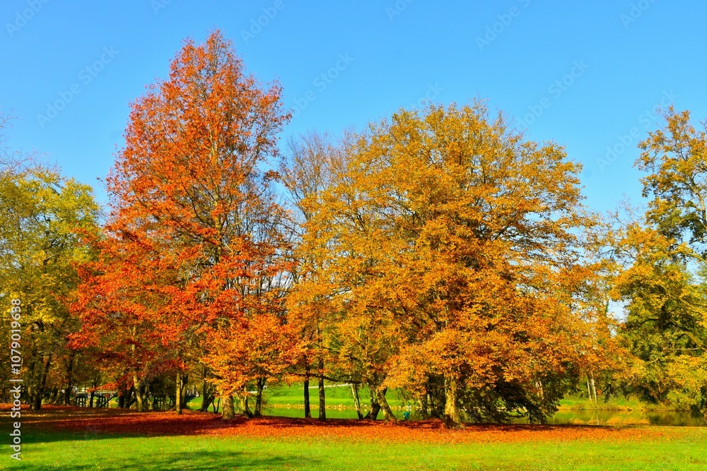Naklejka premium Red and orange autumn colored trees at the park at Otočec in Dolenjska, Slovenia