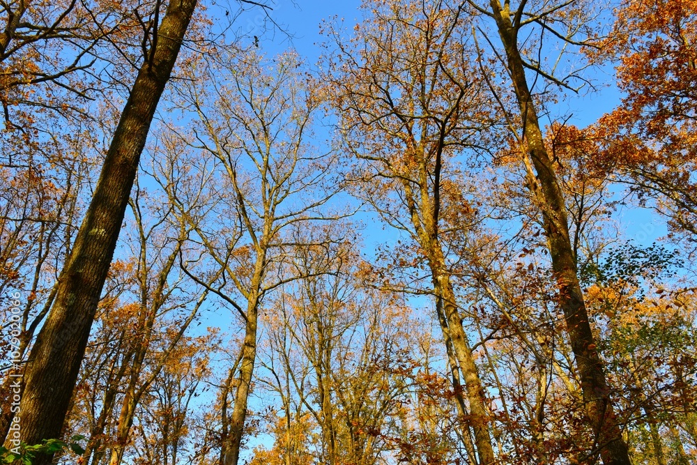 Beautiful pedunculate oak (Quercus robur) trees in Krakovski Gozd forest in autumn Beautiful pedunculate oak (Quercus robur) trees in Krakovski Gozd forest in autumn