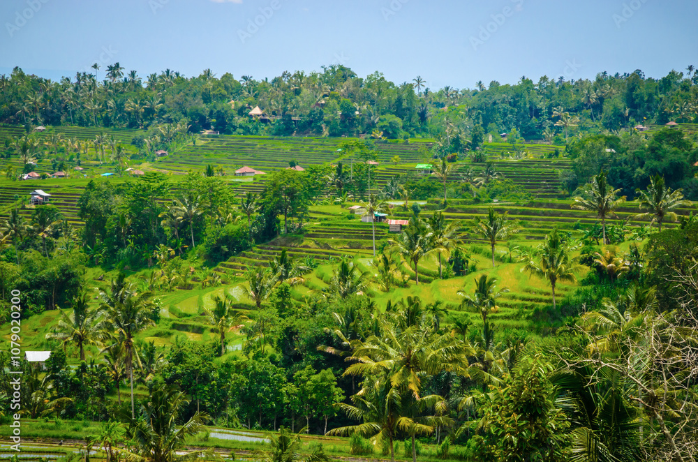 Beautiful Bali rice fields. Rice terraces in Bali, Indonesia